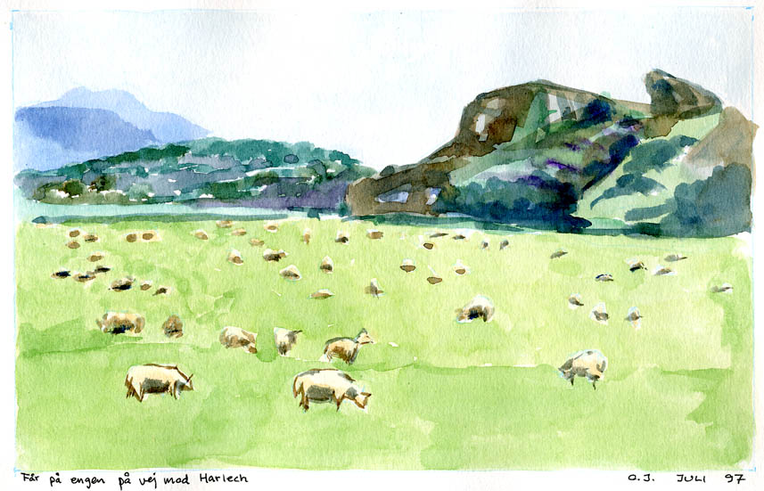 Sheep